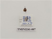 藏品(梵文菌瓢蟲)的圖片